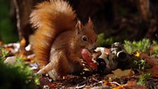 Red squirrels will eat mushrooms and toadstools like the fly agaric.