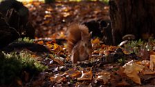 To help cope with times of food shortage, red squirrels will often store surplus mushrooms and toadstools in tree branches.