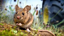 To help navigate their way through their home ranges, field mice will use small bright objects such as leaves as signposts.