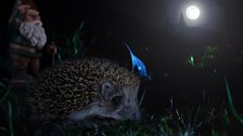 As many as 5,000 spines help protect hedgehogs as they travel up to two kilometres each night foraging.