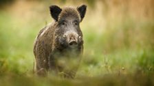 Adult male boar can weigh over 100 kg and are armed with sharp tusks that can be up to 10 cm in length.