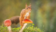 Red squirrel on a fly agaric mushroom.