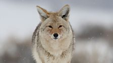 Coyote in snow