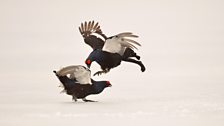 Male black grouse rivals fighting