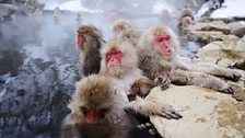 Japanese snow monkeys in a hot spring