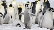 Emperor penguin chick on Antarctic ice