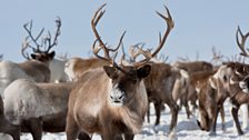 Caribou in the Arctic