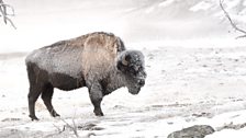 Bison in frost