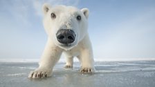 Curious young polar bear approaches the camera