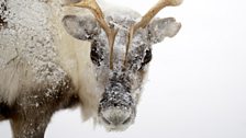 Head portrait of ice covered reindeer during storm.