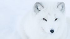 Arctic fox portrait