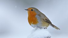 A robin