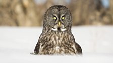 Great grey owl