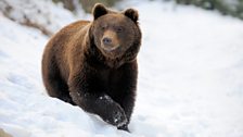 Grizzly bears may wake from their hibernation earlier during mild winters.