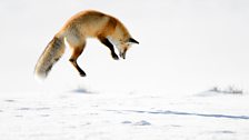 Red foxes must plunge through the snow to catch rodents.