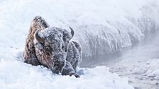 Bison must plough through deep snow to reach the frozen grass below.