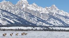 As winter comes to an end, elk begin to migrate back up into the highlands of Yellowstone to feed on fresh green grass.