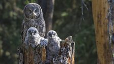 A great grey owl watches over her chicks. Until they learn to fly they’ll be at increased risk from predators.