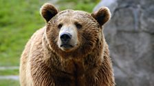 Summer for grizzly bears is all about fattening up ahead of hibernation.