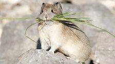 Pika are relatives of the rabbit, but to stay cool they only live at the very highest elevations.