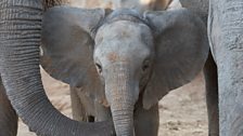 Wiva, a female baby elephant.