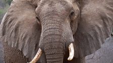 An adult African elephant, Tsavo, Kenya