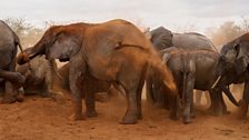 Herd of elephants having a dust bath in Tsavo National Park, Kenya.