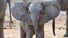 Wiva, a female baby elephant who Gordon gets to know.