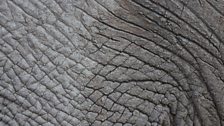 Close up of elephant skin