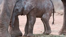 Baby elephant, Gawa, just a few hours old, Tsavo, Kenya.