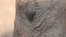 Elephant eye close up. Yatta, Matriarch or leader of Wendi and Wiva's herd.