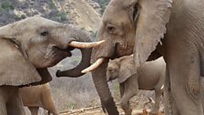 Two elephants play fighting.