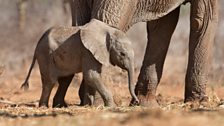 Baby elephant, Gawa, just a few days old.