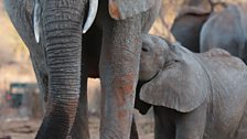 African elephants Wendi and her baby, Wiva.