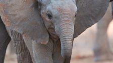 Wiva, a baby female elephant.