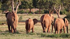 African elephant herd, Tsavo, Kenya.