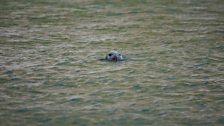 Seal stalker