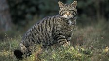 A Scottish Wildcat on the edge of a pine forest