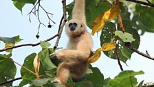 Lar gibbon