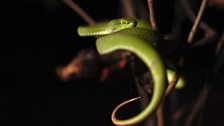 Green pit viper