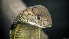 King cobra