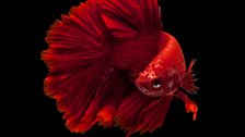 Siamese fighting fish