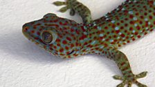 Tokay gecko