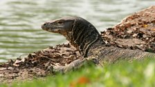 Water monitor