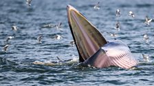 Bryde’s whale