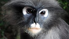 Phayre’s langur/ leaf monkey