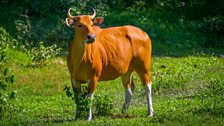 Banteng