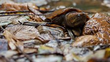 Big-headed turtle