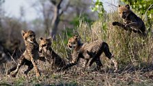 Cheetah cub play-time