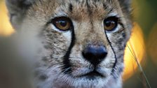 Cheetah close up